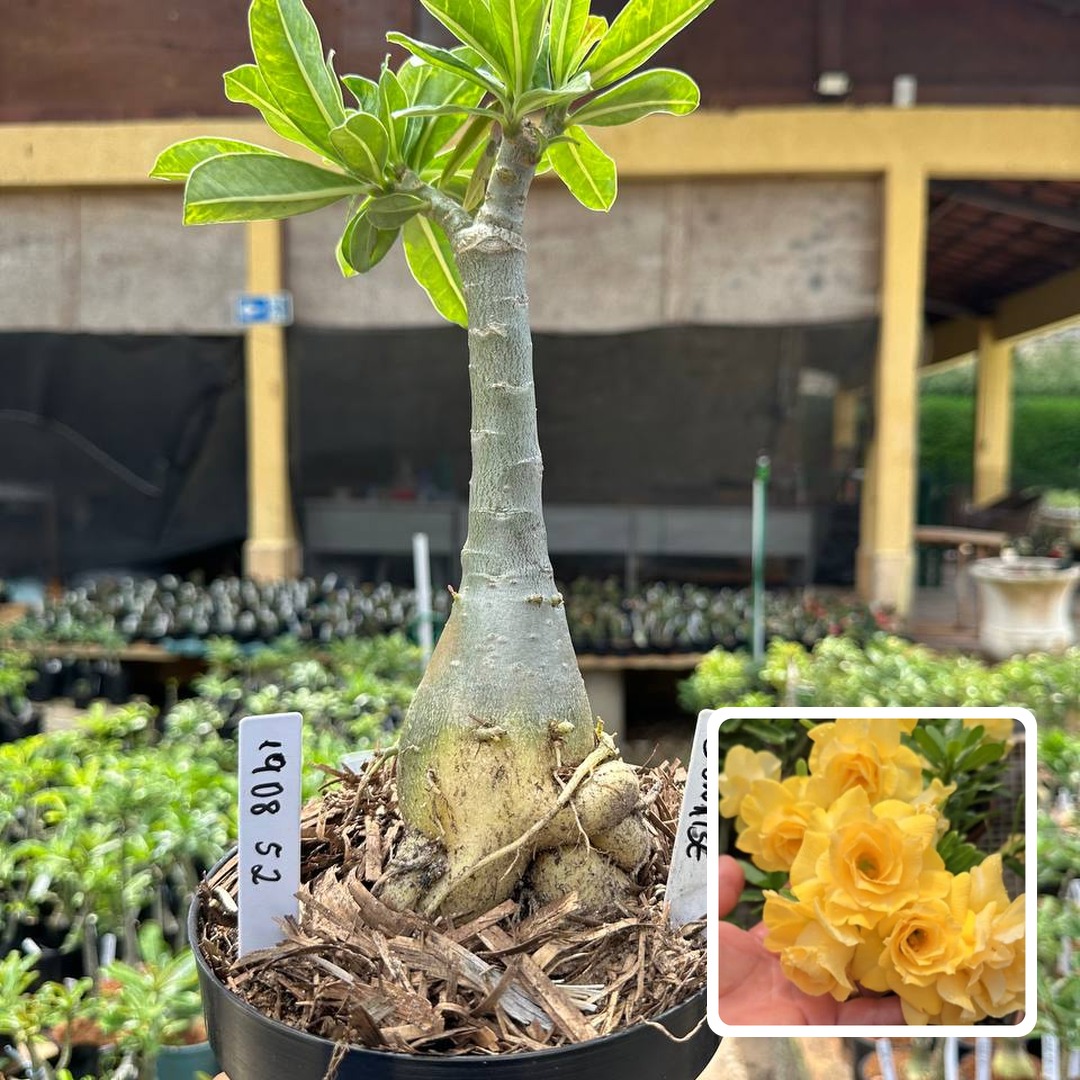 1908 52 Big Caudex Sunrise (Leilão)