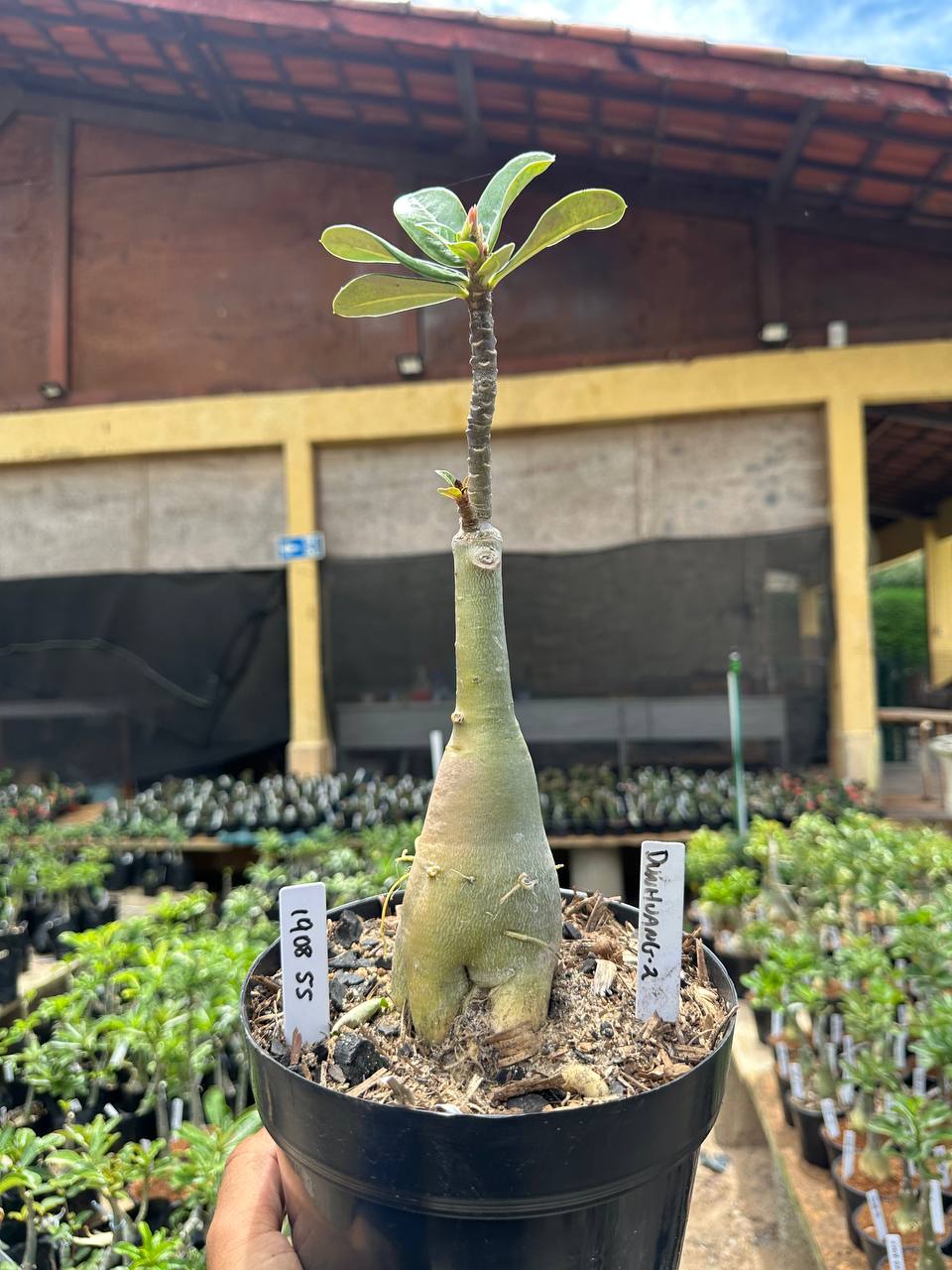1908 55 Big Caudex Dunhuang2