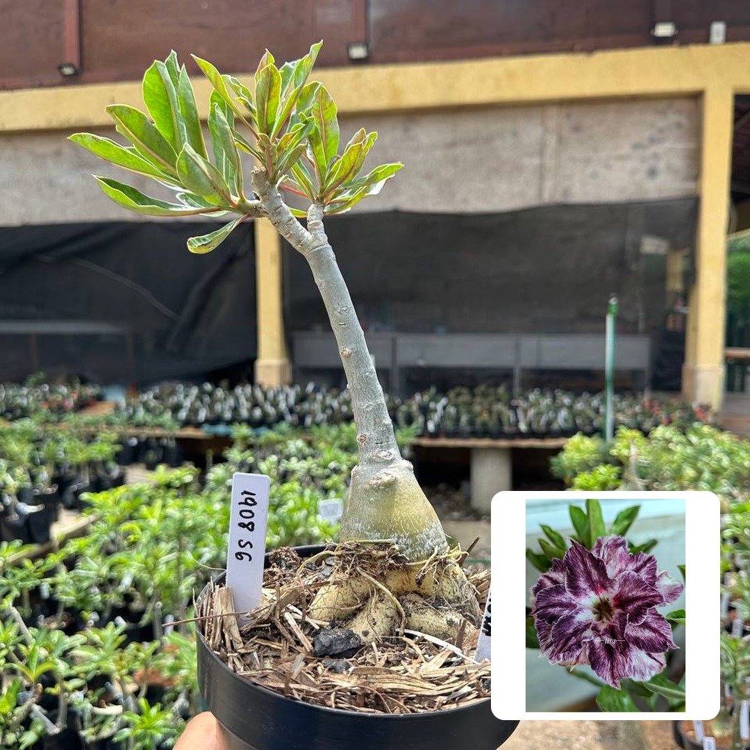 1908 56 Big Caudex Arya Roxa