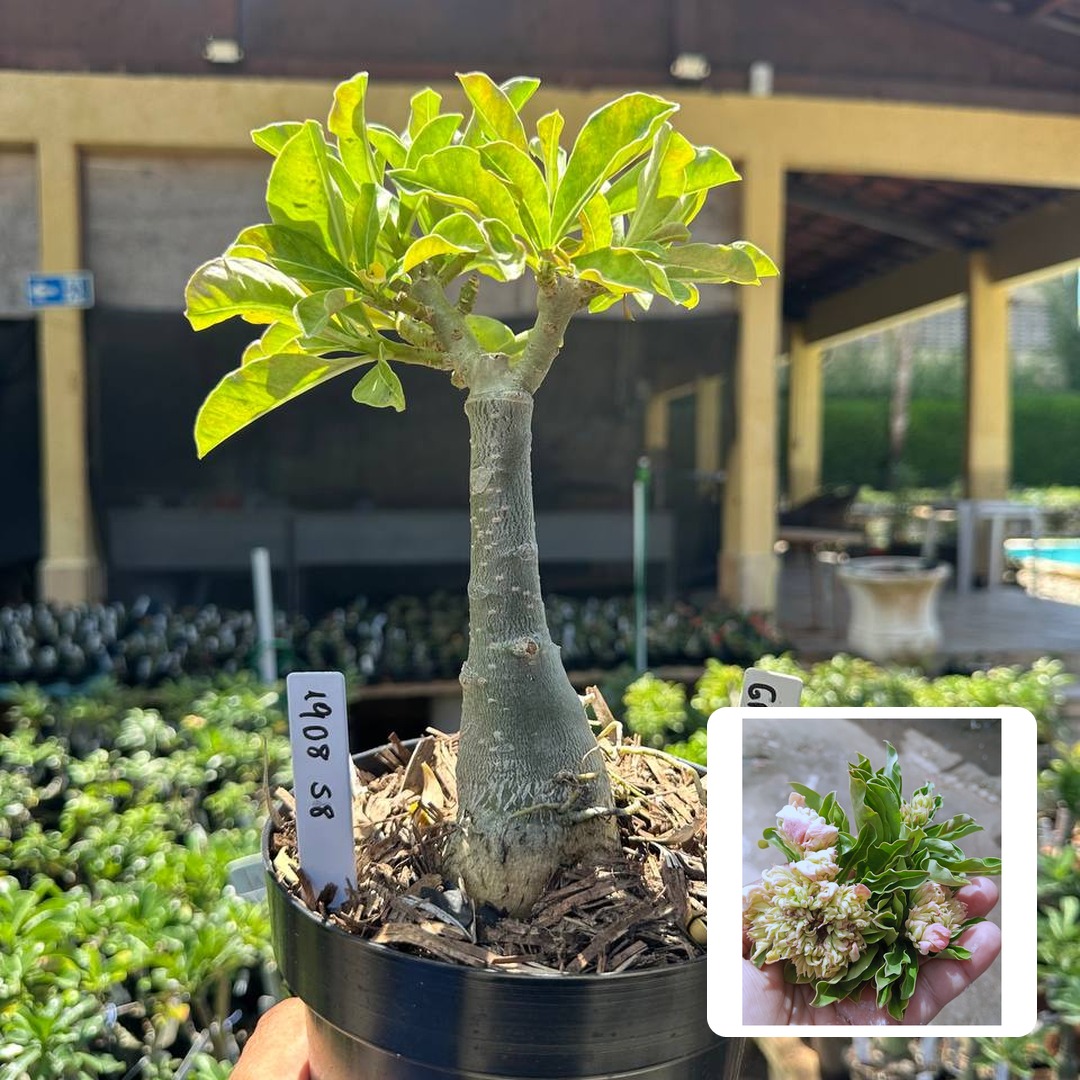 1908 58 Big Caudex Green Elf 2
