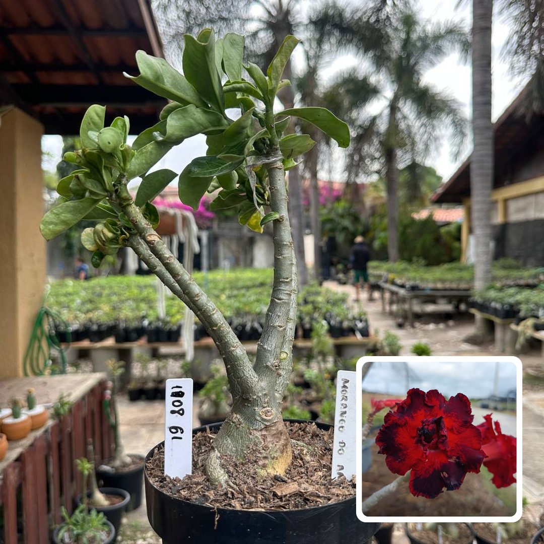 1908 61 Big Caudex Morango do Amor