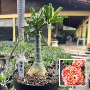 1908 64 Big Caudex Tropical