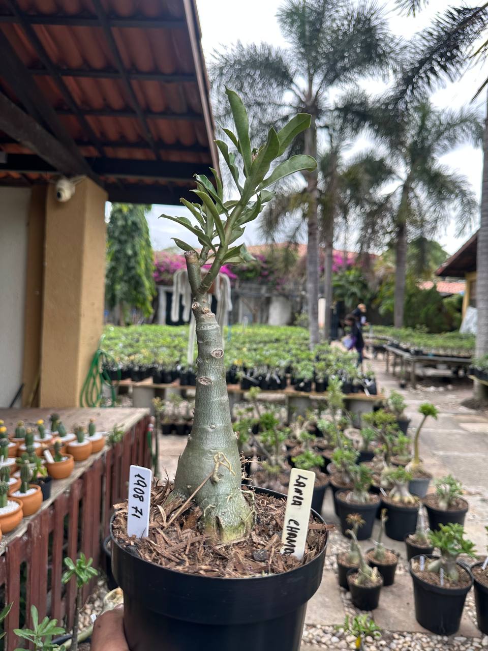 1908 71 Big Caudex Lança Chama