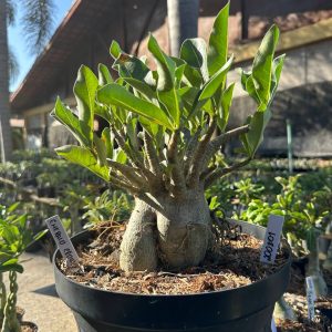 2008 01 Arabicum Emerald Crown - Adulta