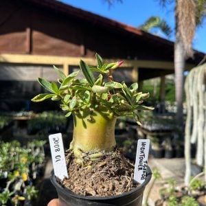 2008 01 Arabicum HighTower F3