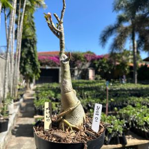 2008 01 Big Caudex RJ 20
