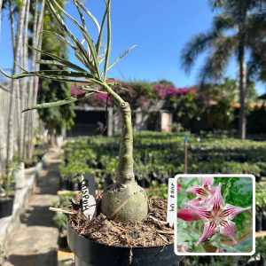 2008 04 Big Caudex Crispum