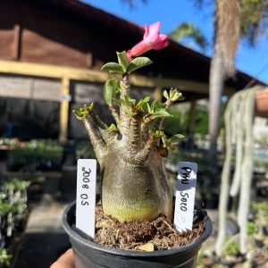 2008 05 Arabicum Pbn Soco F3