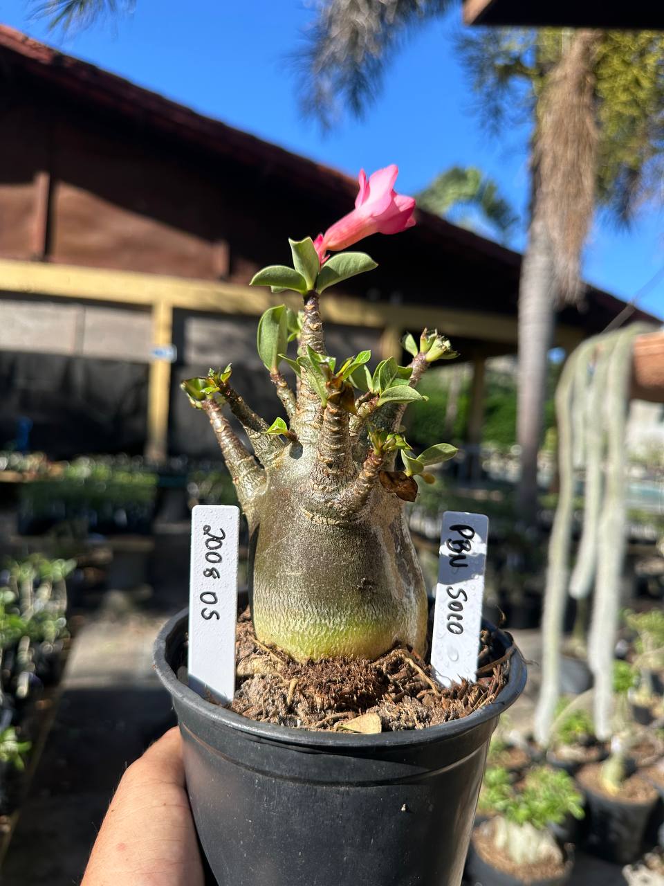 2008 05 Arabicum Pbn Soco F3