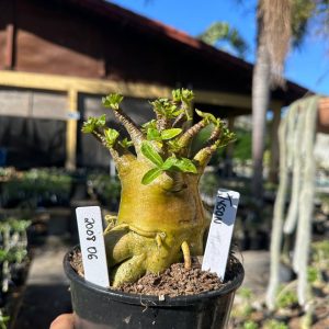 2008 06 Arabicum Tyson F3