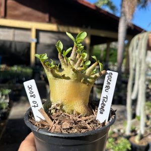 2008 07 Arabicum Oozaru Tigrada F3