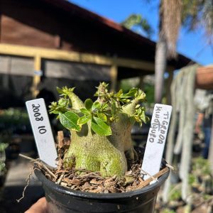 2008 10 Arabicum Minotauro Tigrada F3