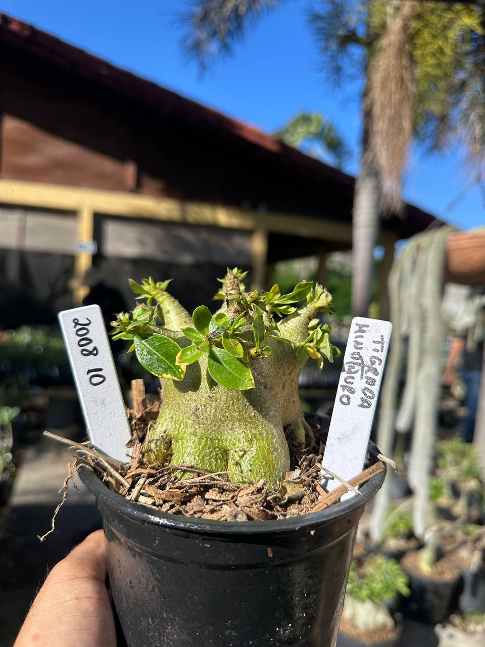 2008 10 Arabicum Minotauro Tigrada F3