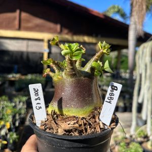 2008 13 Arabicum Dobby F3