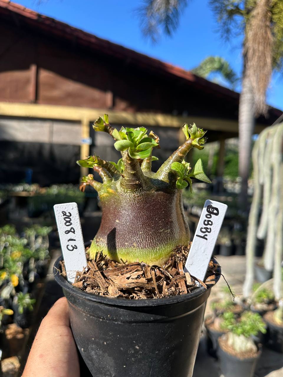 2008 13 Arabicum Dobby F3