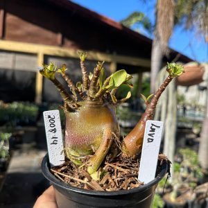 2008 14 Arabicum Lava F3