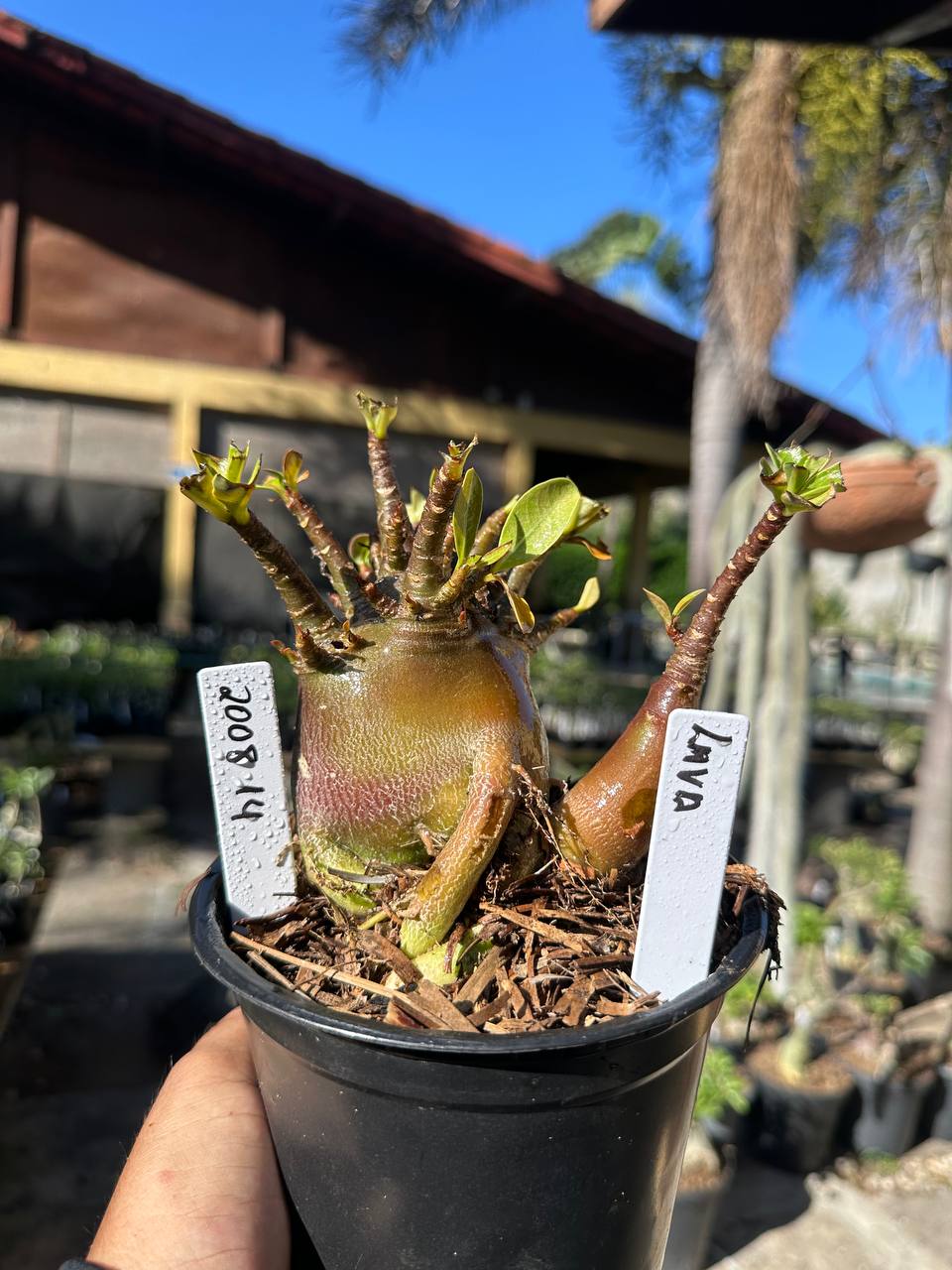 2008 14 Arabicum Lava F3