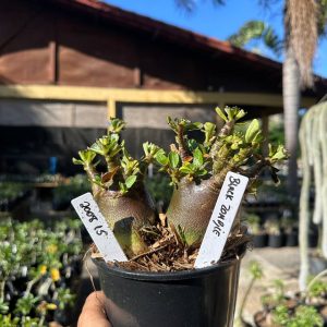 2008 15 Arabicum Black Zombie F3