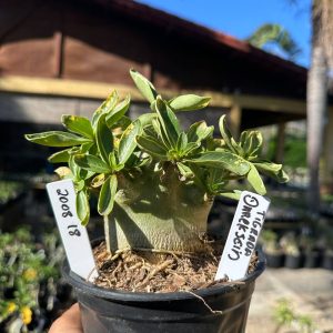 2008 18 Arabicum Darckseid Tigrada F3