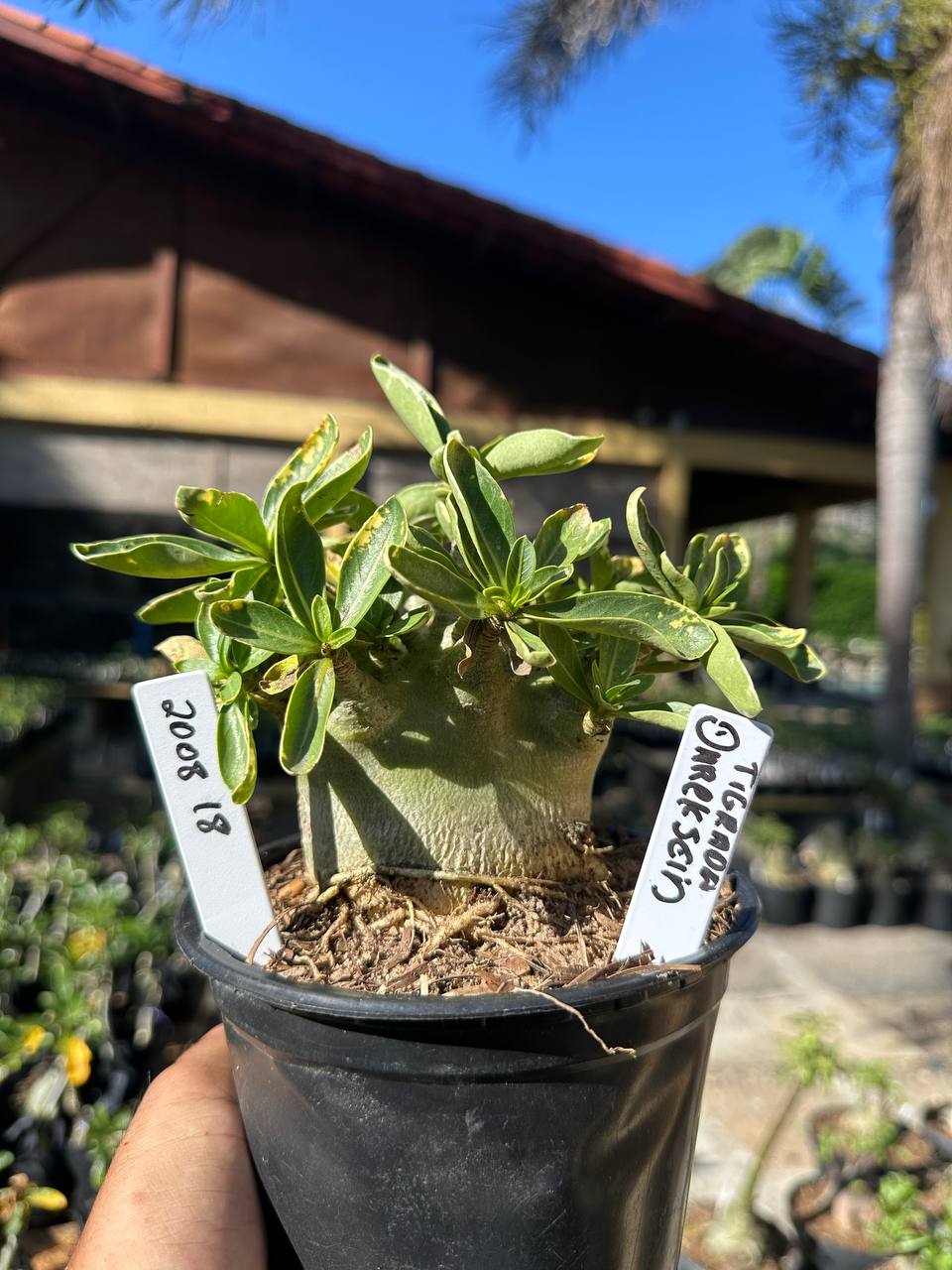2008 18 Arabicum Darckseid Tigrada F3