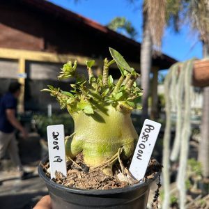 2008 19 Arabicum Poseidon F3