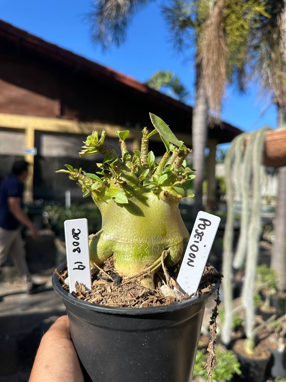 2008 19 Arabicum Poseidon F3