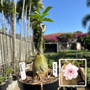 2008 20 Big Caudex Luna