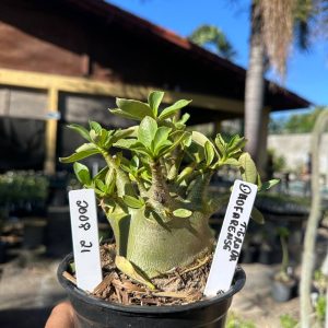 2008 21 Arabicum Dhofarense Tigrada F3