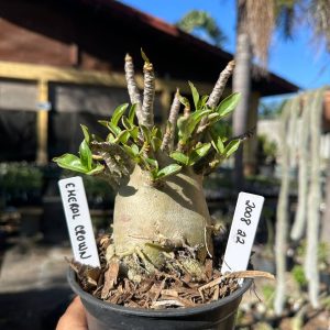2008 22 Arabicum Emeral crown F3