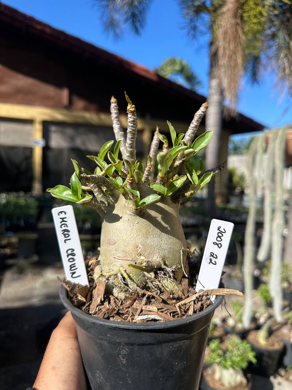 2008 22 Arabicum Emeral crown F3