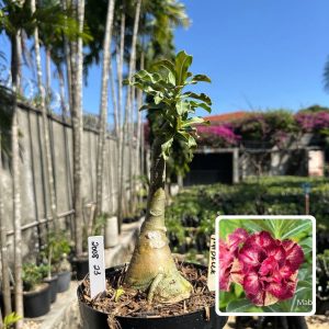 2008 23 Big Caudex Mabelle
