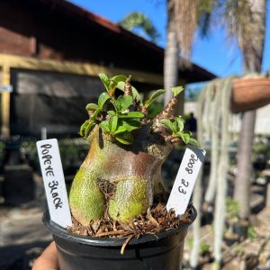 2008 23 Arabicum Popeye Black F3
