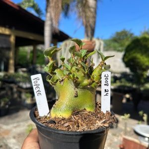 2008 24 Arabicum Popeye F3