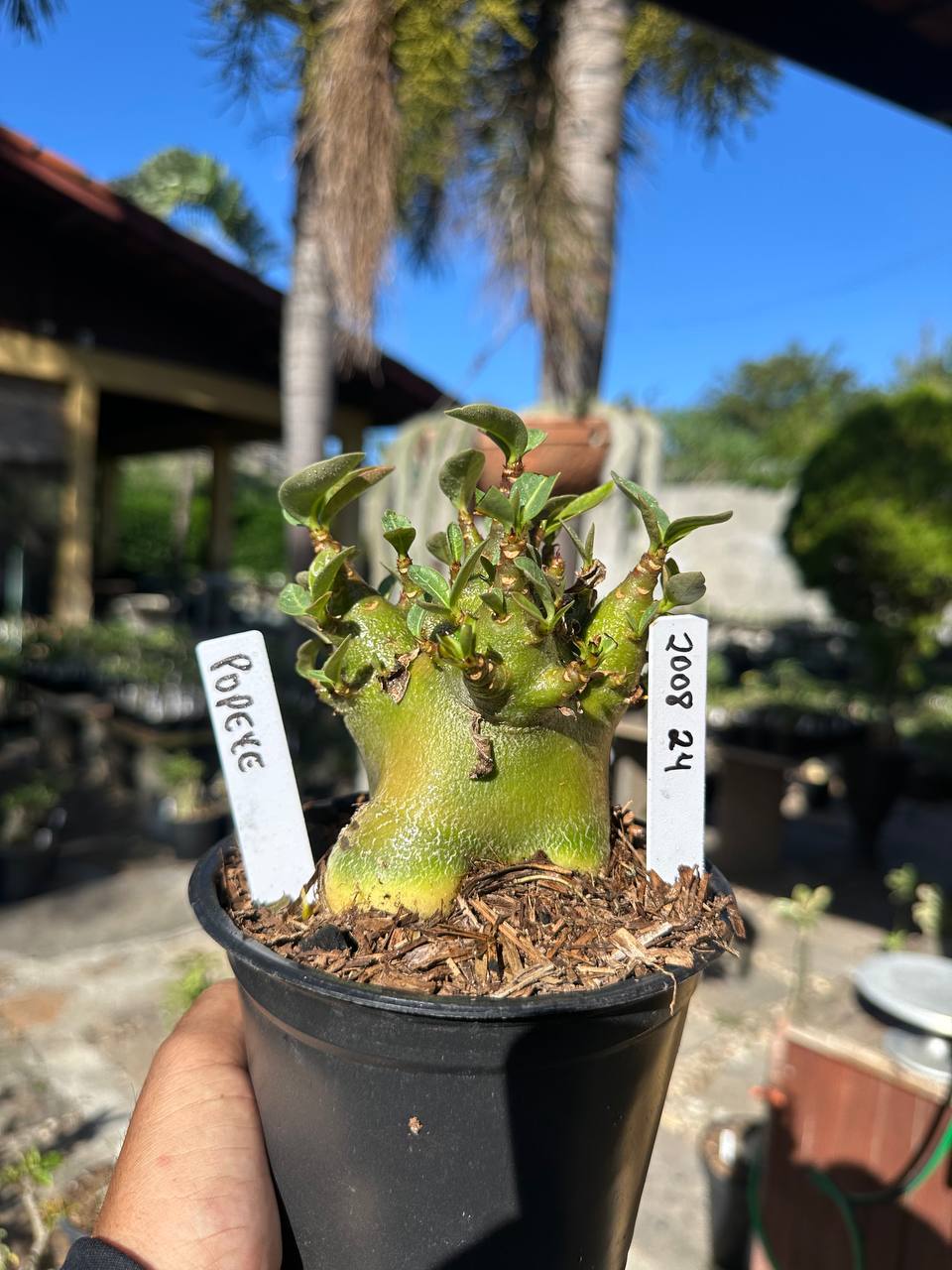 2008 24 Arabicum Popeye F3