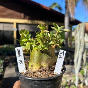 2008 25 Arabicum Tank F3