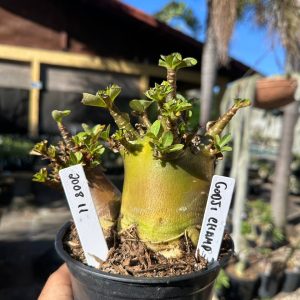 2008 27 Arabicum Godj champ F3