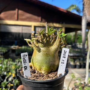 2008 30 Arabicum Godji Ok F3