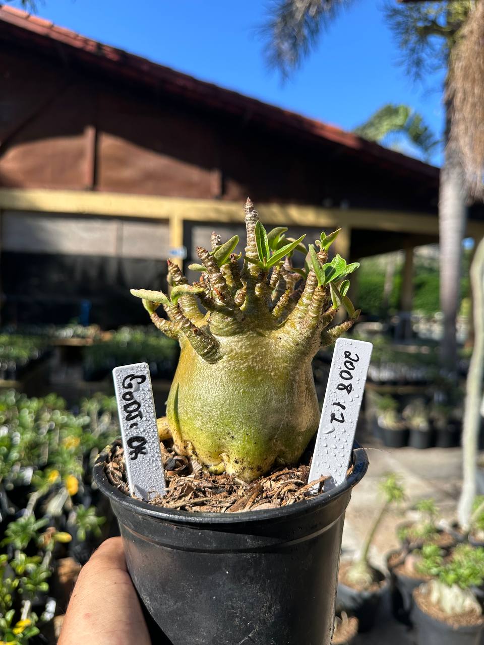 2008 30 Arabicum Godji Ok F3
