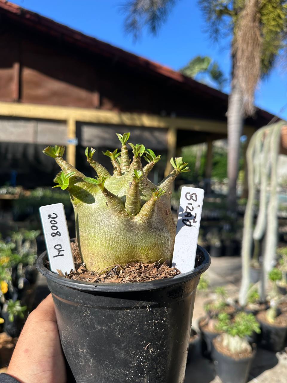 2008 31 Arabicum Bizão F3