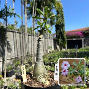 2008 39 Big Caudex Petunia