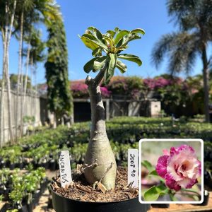 2008 40 Big Caudex Encantus