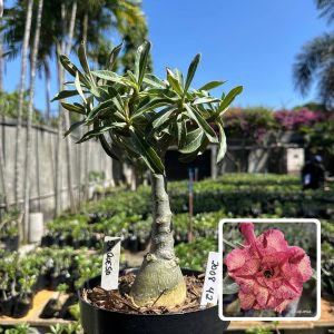 2008 42 Big Caudex Duquesa
