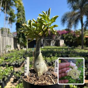 2008 43 Big Caudex Peach Elf 2