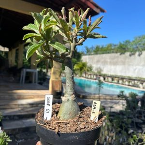 2008 67 Big Caudex Arm1