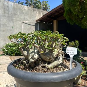 2208 01 Arabicum Dinossaur - Adulta
