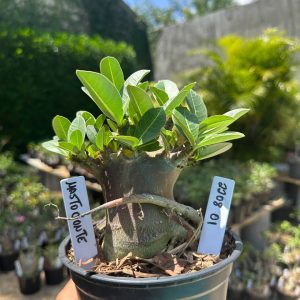 2208 01 Arabicum Mastodonte F3