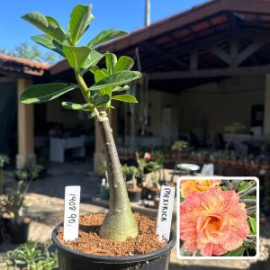 2208 25 Big Caudex Mexirica