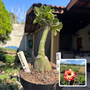 2208 39 Big Caudex Fogueira 2