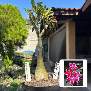 2208 42 Big Caudex Estrelinha