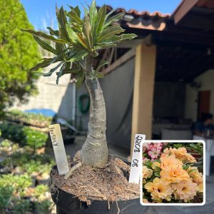 2208 43 Big Caudex Fantasy